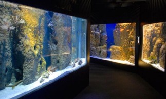 aquarium-de-san-sebastian