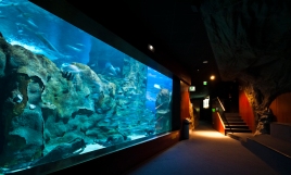 Aquarium-san-sebastian-acuarios-