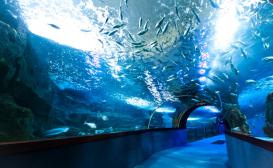 aquarium-san-sebastian-tunel-kq3-U110320179641tzD-1248x770@Diario Vasco